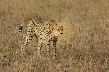 Gepard (Acinonyx jubatus) in der Savanne - AURF08092