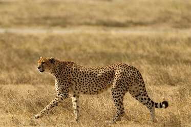 Gepard (Acinonyx jubatus) in der Savanne - AURF08093