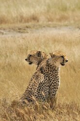 Zwei Geparden (Acinonyx jubatus) sitzen in der Savanne - AURF08094