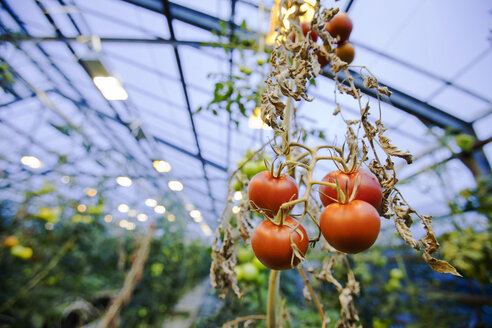 Tomaten im Gewächshaus, Hveragerdi, Island - AURF08130