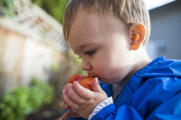 Baby boy eating tomato from vegetable garden - AURF08143