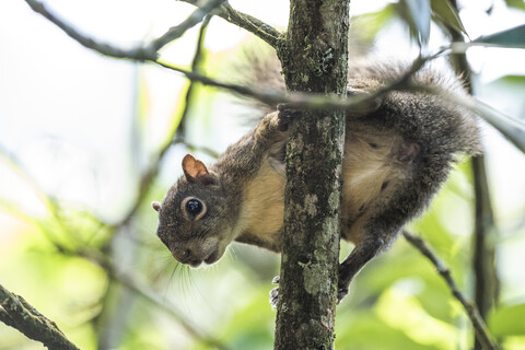 Eichhörnchen auf Baum, Ökologisches Reservat Serrinha do Alambari, Serra da Mantiqueira, Rio de Janeiro, Brasilien, lizenzfreies Stockfoto