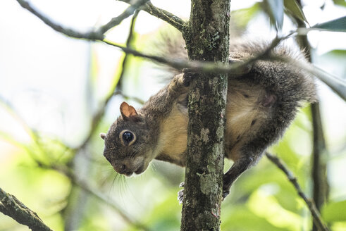 Eichhörnchen auf Baum, Ökologisches Reservat Serrinha do Alambari, Serra da Mantiqueira, Rio de Janeiro, Brasilien - AURF08170