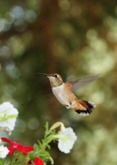Kolibri mit Blume - AURF08178