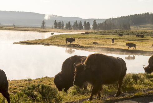 Amerikanischer Bison (Bison bison), Hayden Valley, Yellowstone National Park, Wyoming, USA - AURF08201