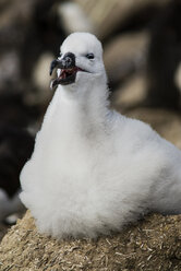 Schwarzbrauenalbatros-Küken (Thalassarche melanophrys), Falklandinseln - AURF08212