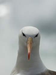 Schwarzbrauenalbatros (Thalassarche melanophrys), Falklandinseln - AURF08213