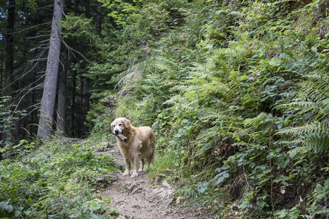 Österreich, Tirol, Kaisergebirge, Golden Retriever mit Stock im Wald, lizenzfreies Stockfoto