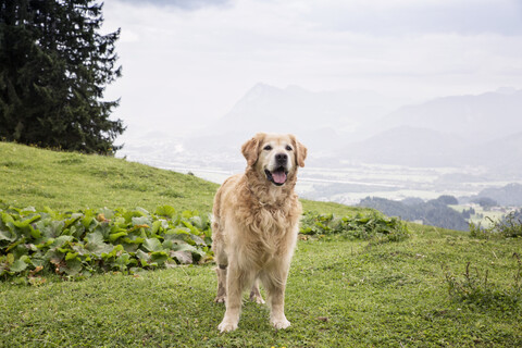 Österreich, Tirol, Kaisergebirge, Golden Retriever stehend auf Almwiese, lizenzfreies Stockfoto