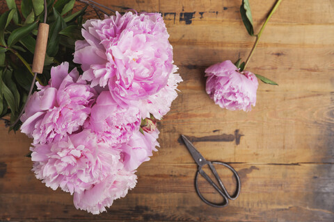 Pink peonies and scissors on wood stock photo