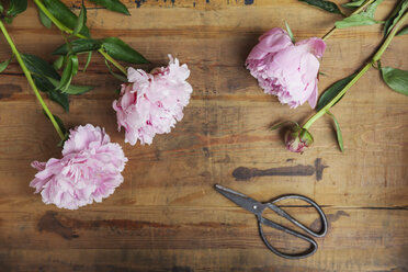 Rosa Pfingstrosen und Schere auf Holz - GWF05768