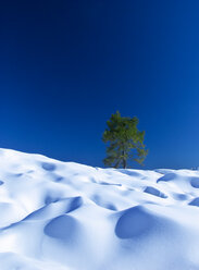 Österreich, Salzkammergut, Lärche im Schnee - WWF04661