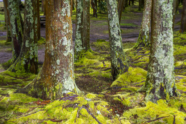 Portugal, Azores, Sao Miguel, Moss over trees on Furnas lake - RUNF00801