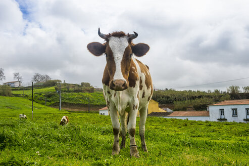 Portugal, Azoren, Sao Miguel, Kuh auf der Wiese - RUNF00804
