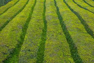 Portugal, Azoren, Sao Miguel, Teeplantagen - RUNF00810