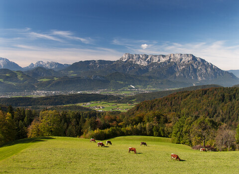 Österreich, Bundesland Salzburg, Tennengau, Blick vom Krispl nach Hallein und Untersberg, Vieh, lizenzfreies Stockfoto