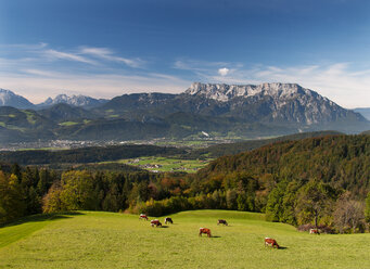 Austria, Salzburg State, Tennengau, view from Krispl to Hallein and Untersberg, cattle - WWF04673
