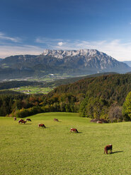 Austria, Salzburg State, Tennengau, view from Krispl to Hallein and Untersberg, cattle - WWF04674