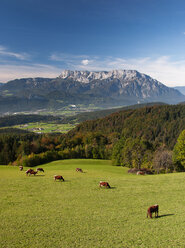 Österreich, Bundesland Salzburg, Tennengau, Blick vom Krispl nach Hallein und Untersberg, Vieh - WWF04674