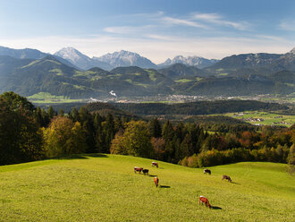 Austria, Salzburg State, Tennengau, view from Krispl to Hallein, cattle - WWF04675