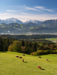 Austria, Salzburg State, Tennengau, view from Krispl to Hallein, cattle - WWF04676