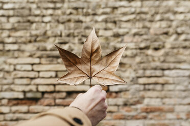 Close-up of man's hand holding autumn leaf with brick wall in background - JRFF02306