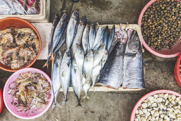 Vietnam, Hanoi, fish and seafood on sale at local market in the old town - WPEF01280