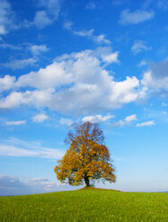 Austria, Flachgau, Linden tree on autumnal meadow - WWF04678