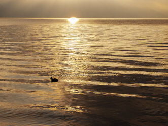 Österreich, Salzkammergut, Mondsee, Sonnenaufgang im Herbst mit Blässhuhn am See - WWF04687