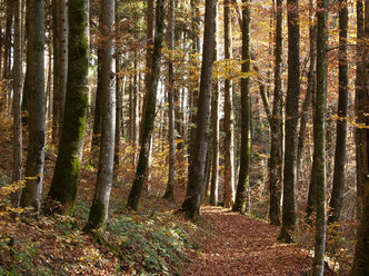 Austria, Salzkammergut, Mondsee, Helenental, autumn forest - WWF04693