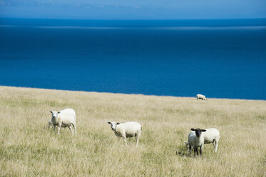 Vereinigtes Königreich, England, Devon, Insel Lundy, Schafe auf einer Wiese - RUNF00822