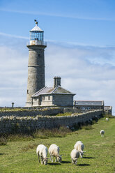 Vereinigtes Königreich, England, Devon, Insel Lundy, Leuchtturm und Schafe auf einer Wiese - RUNF00823