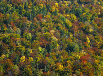 Österreich, Flachgau, Herbstlicher Wald - WWF04699
