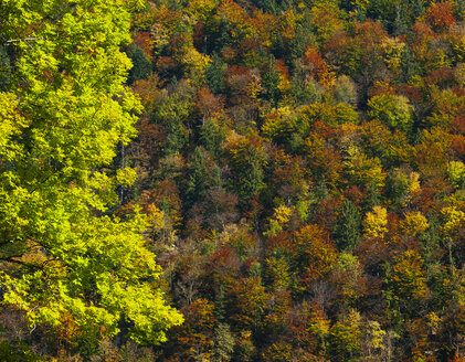 Österreich, Flachgau, Herbstlicher Wald - WWF04700