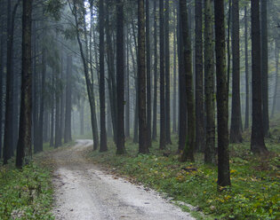 Österreich, Salzkammergut, Mondsee, Waldweg im Herbst - WWF04701