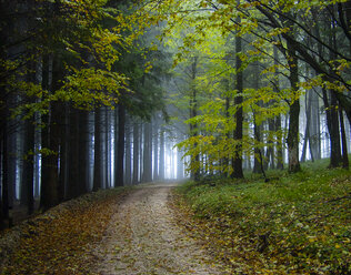 Austria, Salzkammergut, Mondsee, forest track in autumn - WWF04702