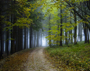 Österreich, Salzkammergut, Mondsee, Waldweg im Herbst - WWF04702