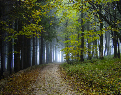 Österreich, Salzkammergut, Mondsee, Waldweg im Herbst - WWF04702