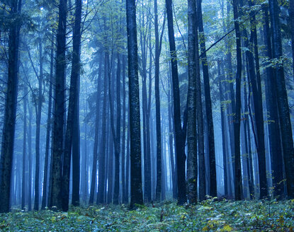 Österreich, Salzkammergut, Mondsee, Wald im Herbst - WWF04703