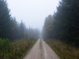 Austria, Salzkammergut, Mondsee, forest track in autumn - WWF04704