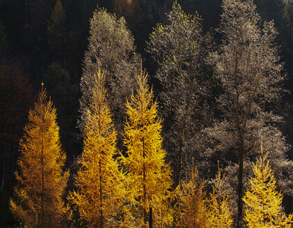 Deutschland, Bayern, Ramsau, Herbstliche Lärchen - WWF04706