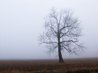 Austria, Salzkammergut, Mondsee, bare tree in autumnal morning fog - WWF04709