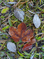 Autumnal maple leaf - WWF04711