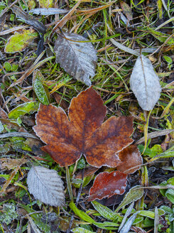 Herbstliches Ahornblatt - WWF04711