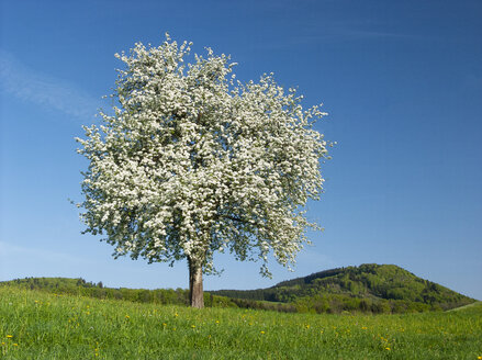 Österreich, Salzkammergut, blühender Obstbaum - WWF04712