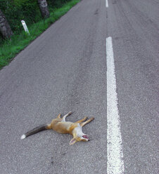 Toter Fuchs auf Landstraße - WWF04741