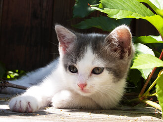 Kitten portrait - WWF04765
