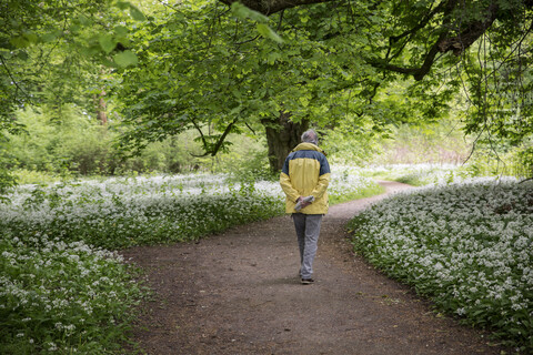 Germany, Ruegen, Putbus, man walking in park with blossoming ramson stock photo