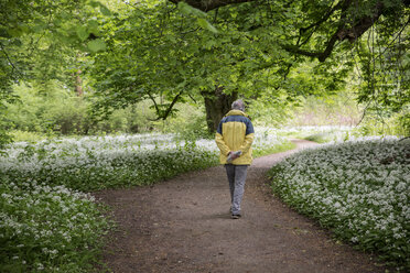 Deutschland, Rügen, Putbus, Mann spaziert im Park mit blühendem Bärlauch - MAMF00297