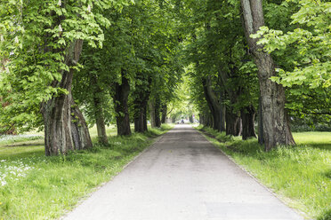 Deutschland, Rügen, Putbus, Allee - MAMF00299